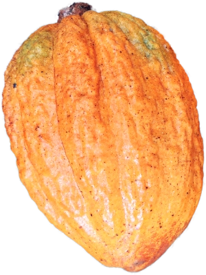 Chuncho 家族 Cacao Pod