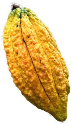 VRAE 家族 Cacao Pod